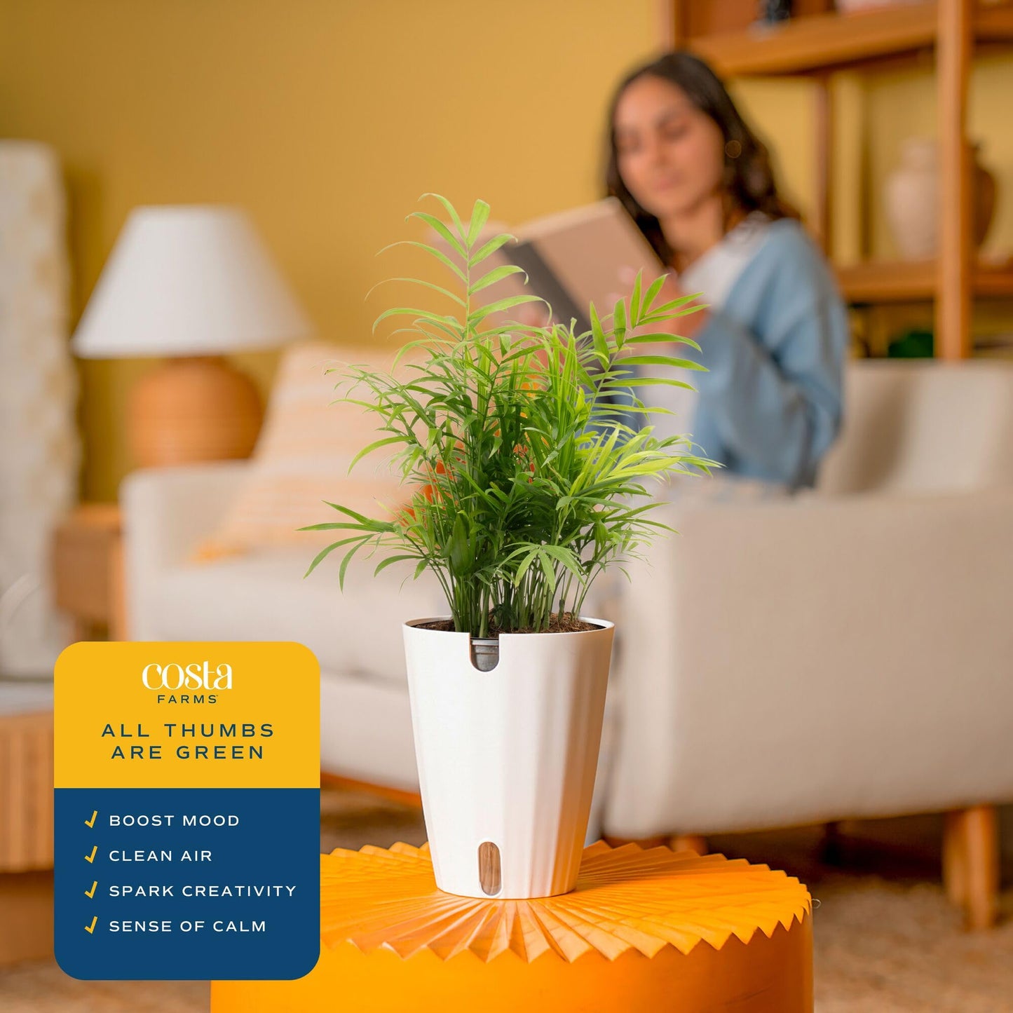 Costa Farms Parlor Palm Live Plant in Plastic Pot, Air Purifying Indoor Houseplant, Perfect for Home, Room, or Office Decor, Great House Warming or Birthday Gift, 14-18 Inches Tall