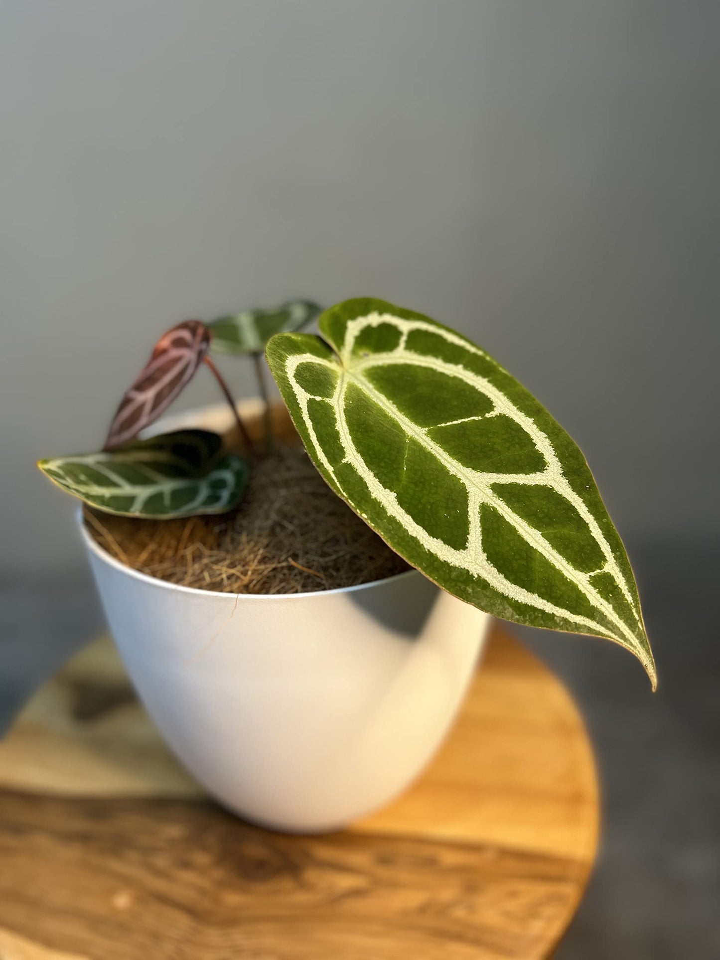 LEAL PLANTS ECUADOR Anthurium Crystallinum| Green Live House Plant for Indoors|Rare and Exotic Indoor Plants for Living Room|Anthuriums Live Plants |Crystallinum House Plant