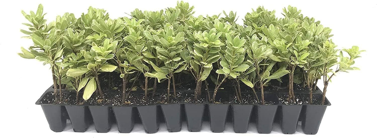 Variegated Pittosporum | 40 Live Plants | Pittosporum Tobria Variegatum | Evergreen Border Accent Hedge Shrub