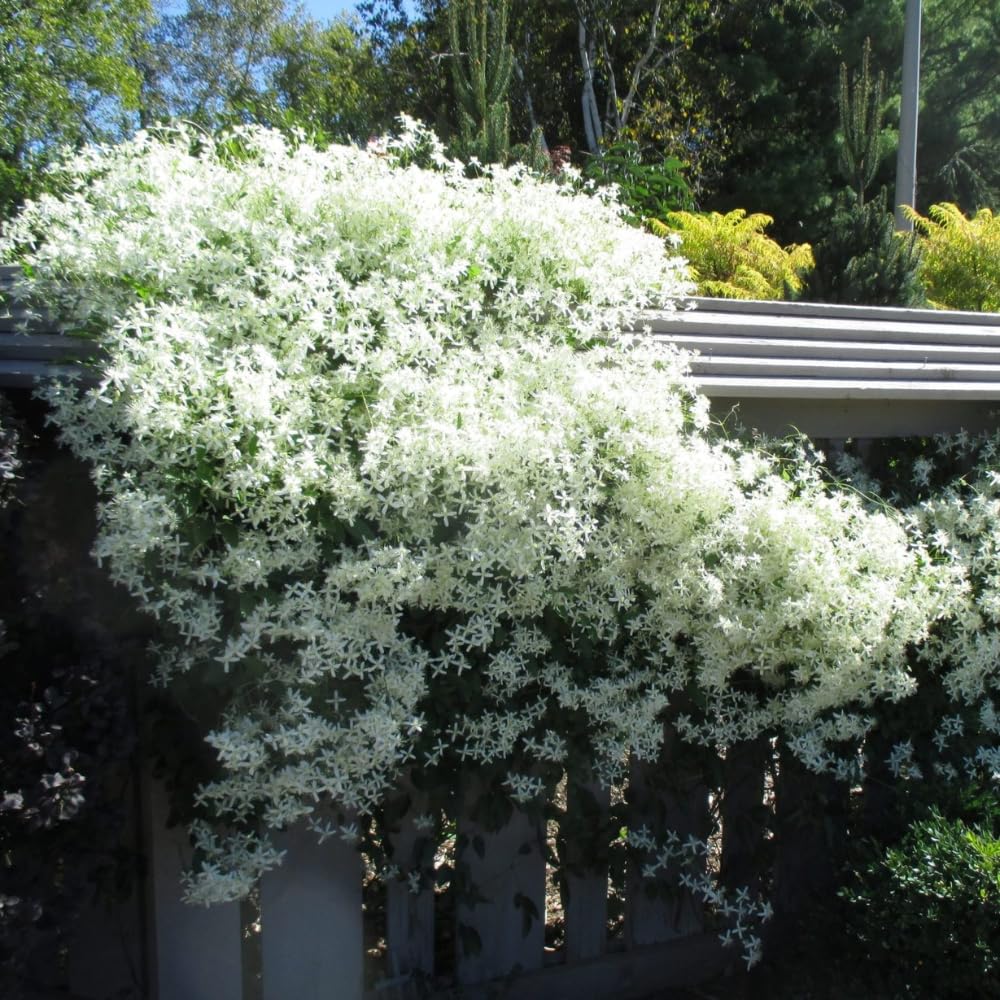 3 Sweet Autumn Clematis Plants Live Well-Rooted in 4” Pots, Fast Growing Fragrant Flowering Vine for Outdoor Garden and Trellis