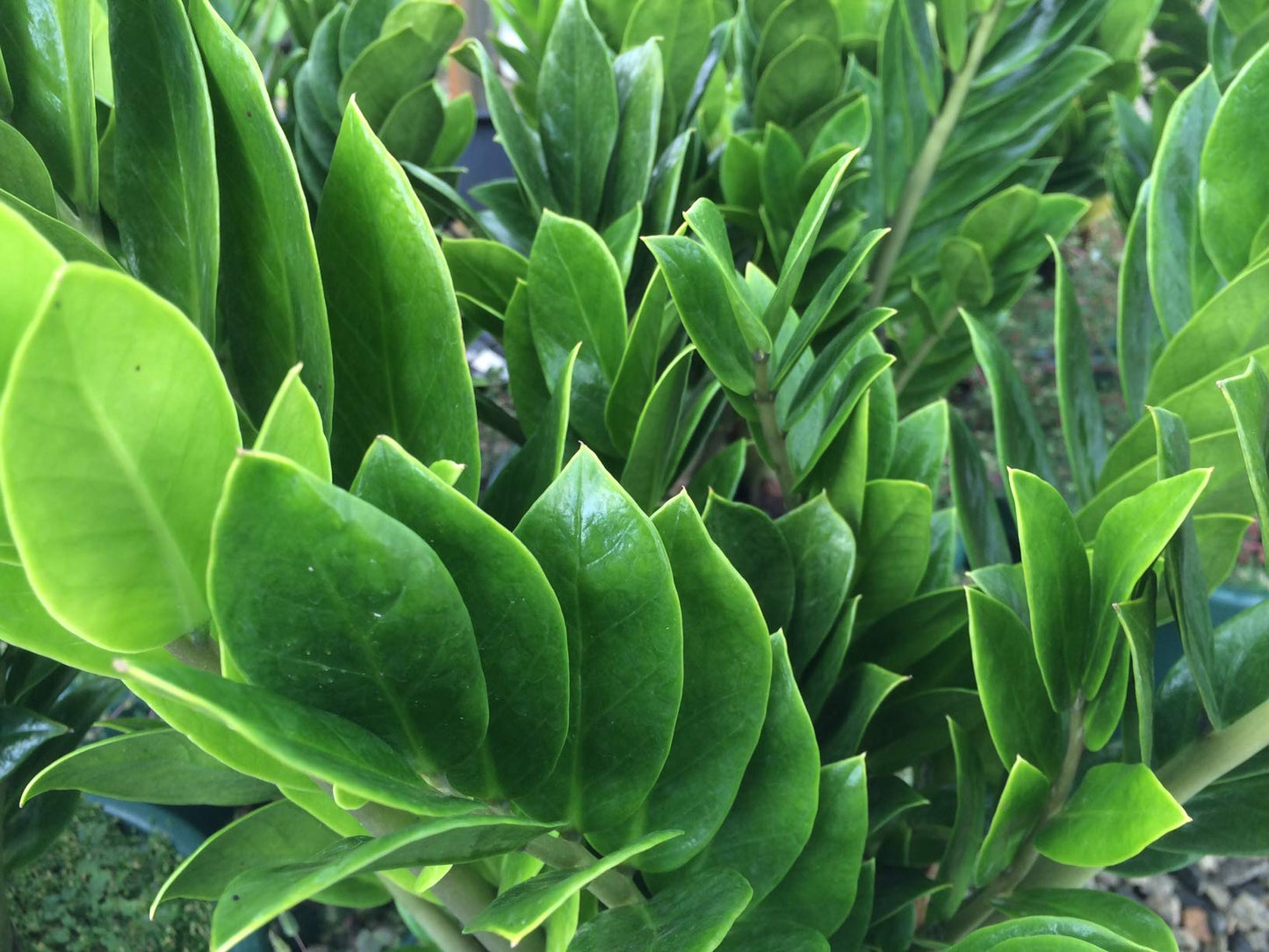 ZZ Plant - Live Plant in a 4 Inch Pot - Zamioculcas Zamiifolia - Beautiful Easy to Grow Air Purifying Indoor Plant