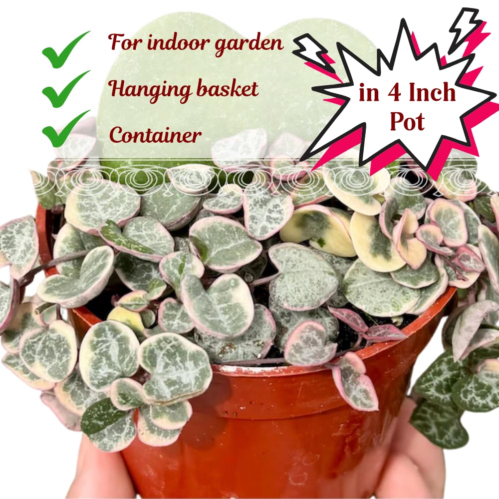 Variegated String of Hearts Plant Live Succulent 4 Inch Pot, Ceropegia Woodii Variegata, Hanging Plant for Home Office Decor, 4-7 Inch Tall