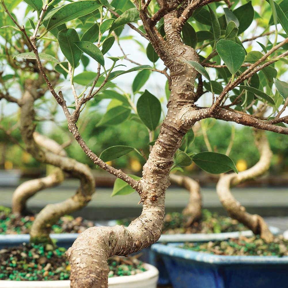 Brussel's Bonsai - Live Golden Gate Ficus Bonsai Tree with Ceramic Bonsai Pot & Humidity Tray, Indoor Bonsai Plant, 10 Years Old, 16-20 Inches Tall, Easy Care Houseplant for Home or Office (Large)