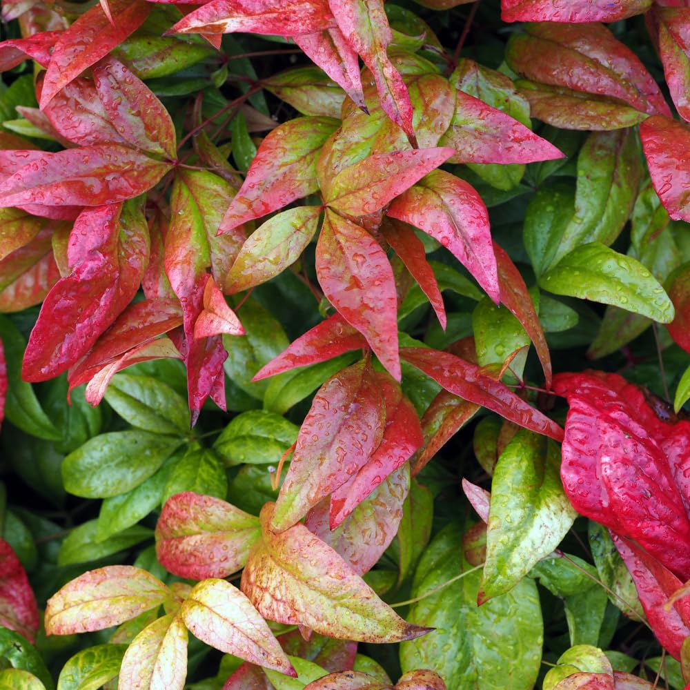 Dwarf Nandina Shrub, Ornamental Nandina Live Plant for Growing, Dormant in Winter (4 Inch)