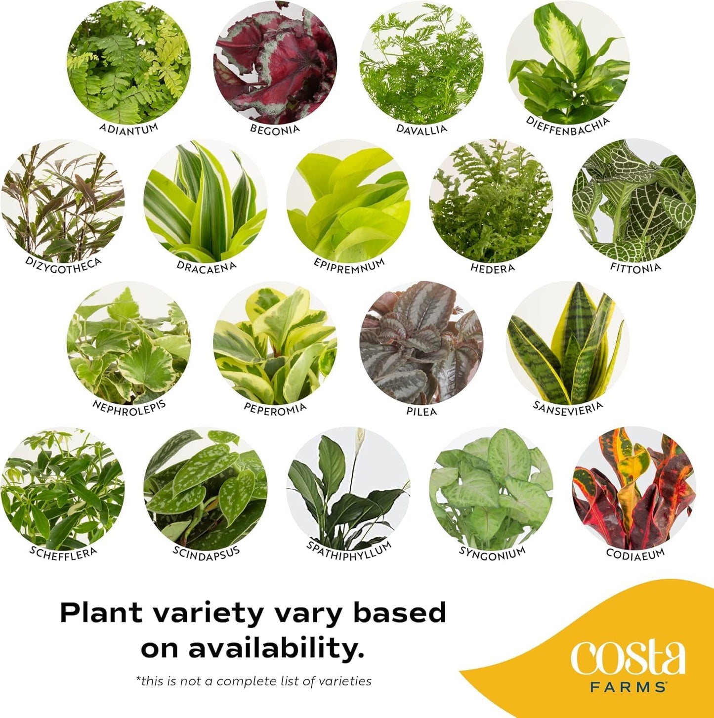 Costa Farms Live Indoor House Plants (2-Pack), Hand Selected Easy to Maintain Indoor Assorted Houseplants in Plant Pots, Curated Air Purifying Mix, Low Light, Home Office Decor Plant Gift