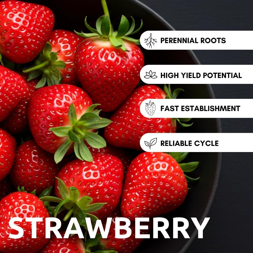 Albion Strawberry Bareroot Plants – Day Neutral Everbearing Strawberry Plants for Planting, Sweet Large Strawberries, High Yield Garden Strawberry Roots for Raised Beds & Containers (50 Plants)