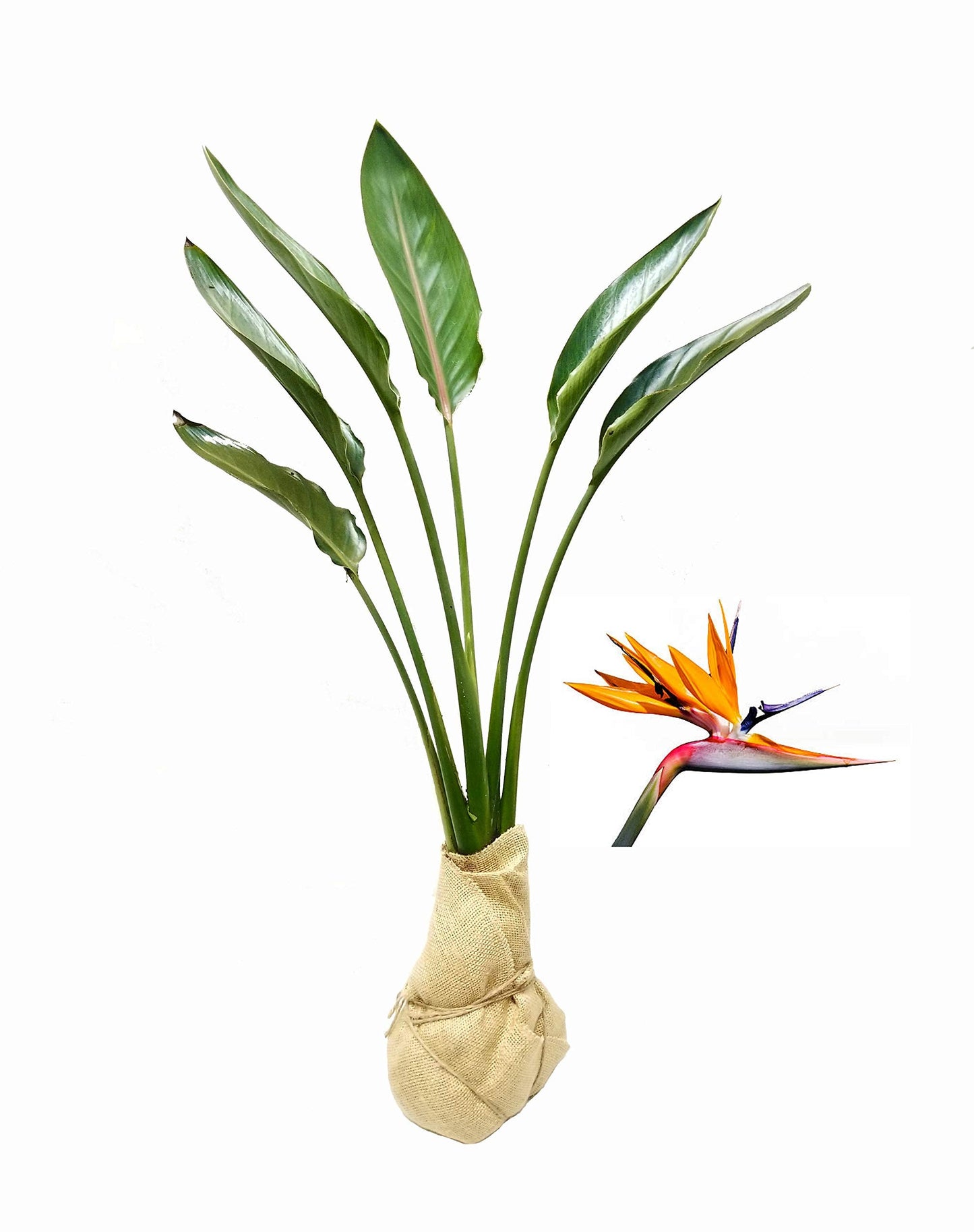 Orange Bird of Paradise - Strelitzia Reginae - 3 Large Trade Live Plants - Tropical Perennial Blooming Specimen