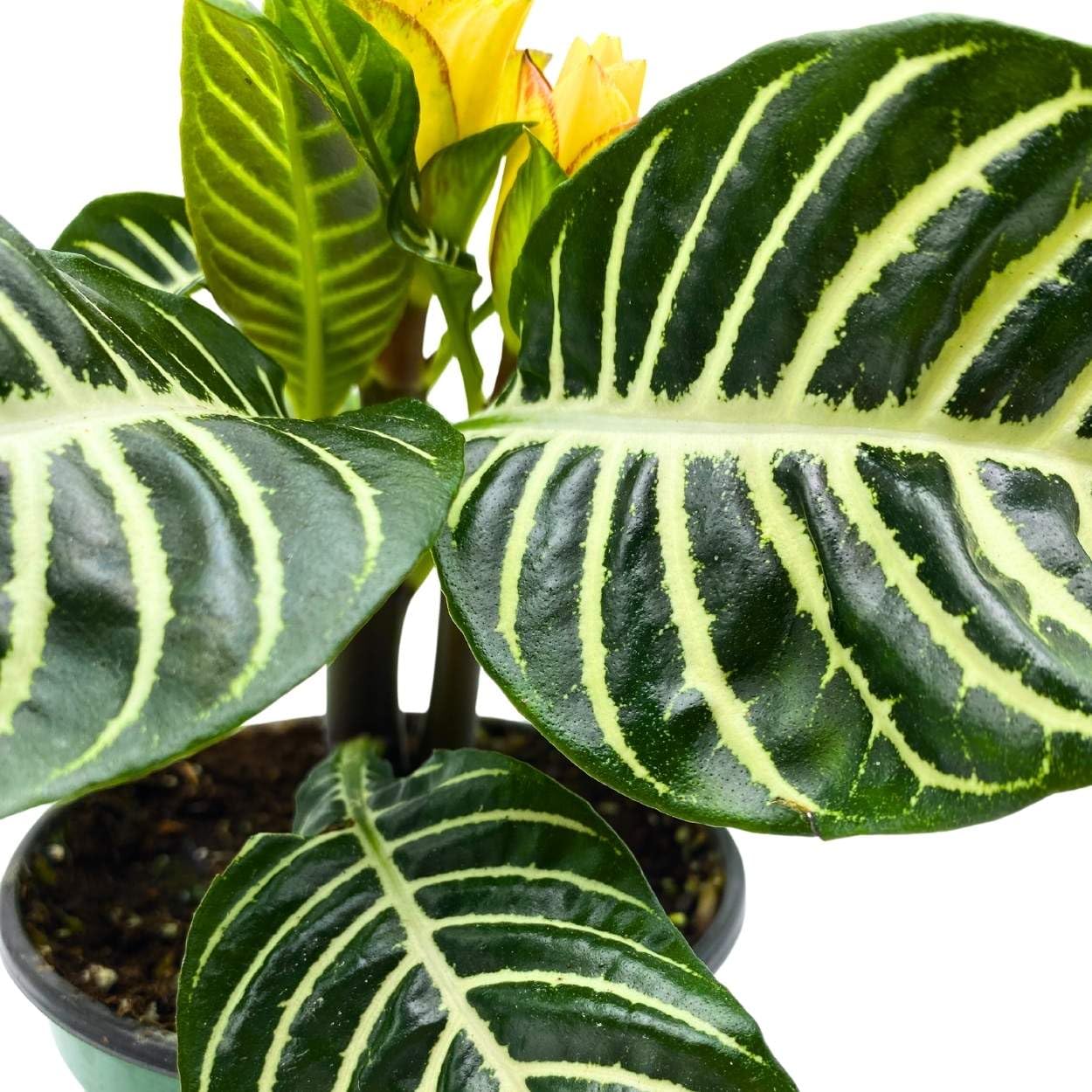 BubbleBlooms Saffron Spike Zebra Plant, Aphelandra squarrosa, Zebraplant in a 4 inch Pot