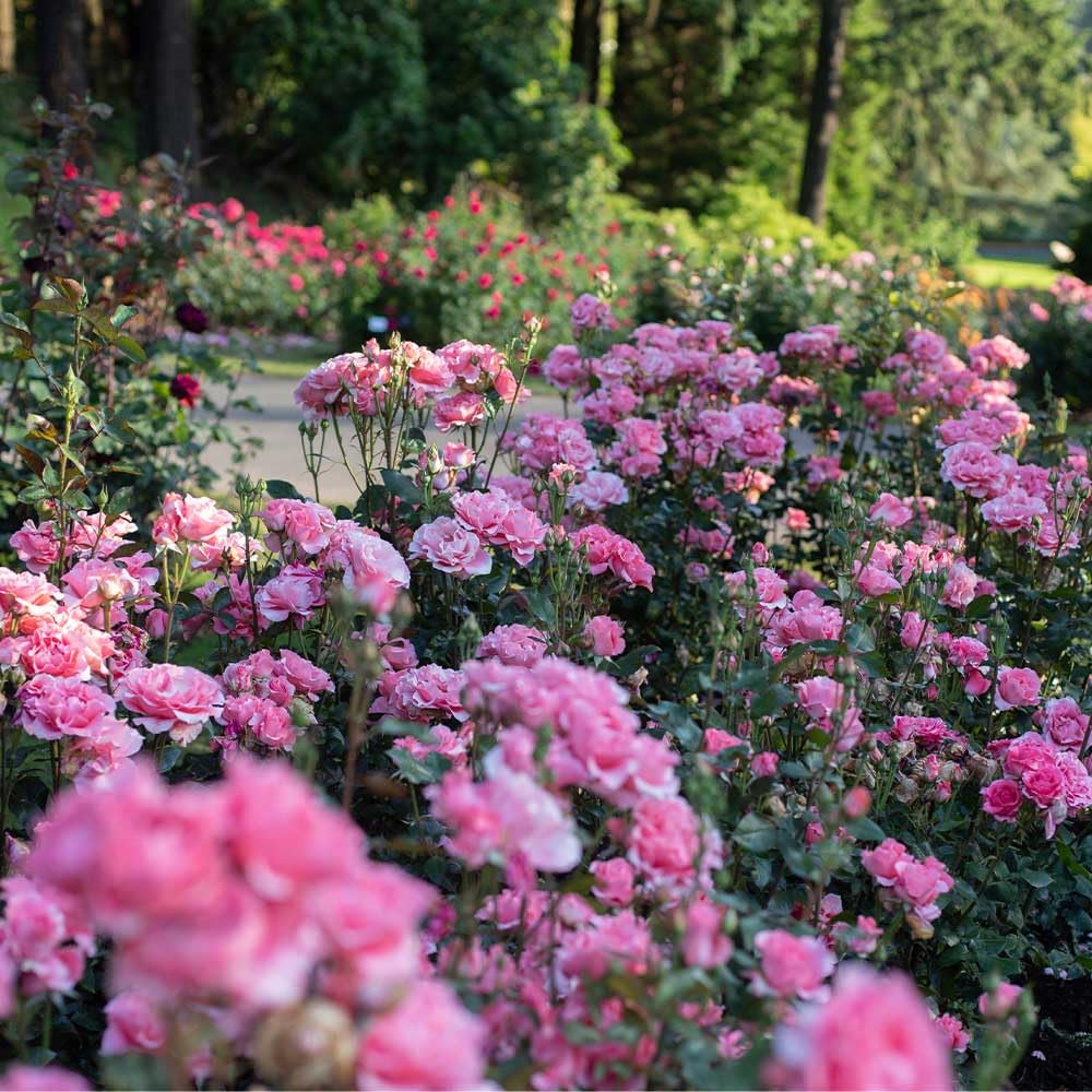 Heirloom Roses Rose Plant - Paris de Yves St. Laurent ™ Pink Rose Bush, Hybrid Tea Live Plant for Planting Outdoors