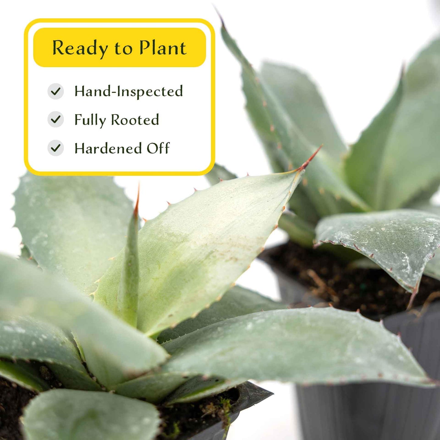 2 Artichoke Agave Succulents (Agave parryi VAR. truncata) | Live Evergreen Plant with Blue-Gray Rosette Form | Drought-Tolerant & Cold-Hardy for Landscaping, Rock Gardens & Containers in 3.5" Cubes