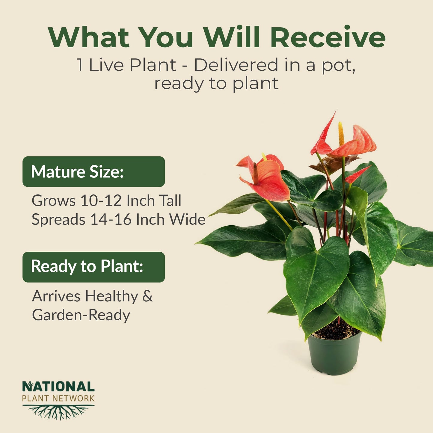 Lace Leaf Anthurium aren't You Orange Plant - Compact Anthuriums Live Plants for Indoors & Outdoors - Versatile & Adaptable Anthurium Flowering Plants - Ideal for Tabletops, Desks, and Indoor Spaces