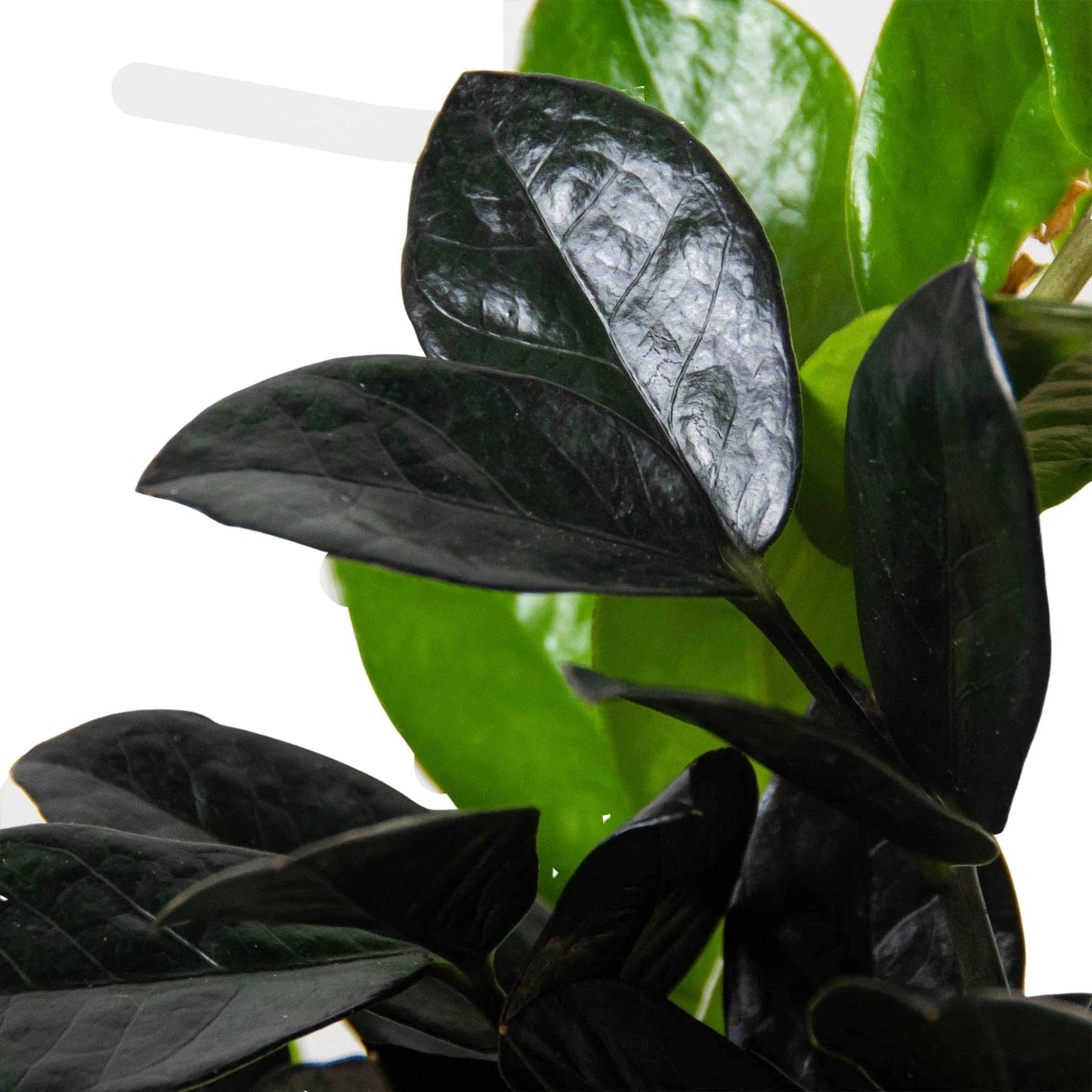 ZZ Zamioculcas 'Black Queen' | Live Plant for Indoor & Outdoor | for Living Room, Office, Bathroom | (4" Pot)