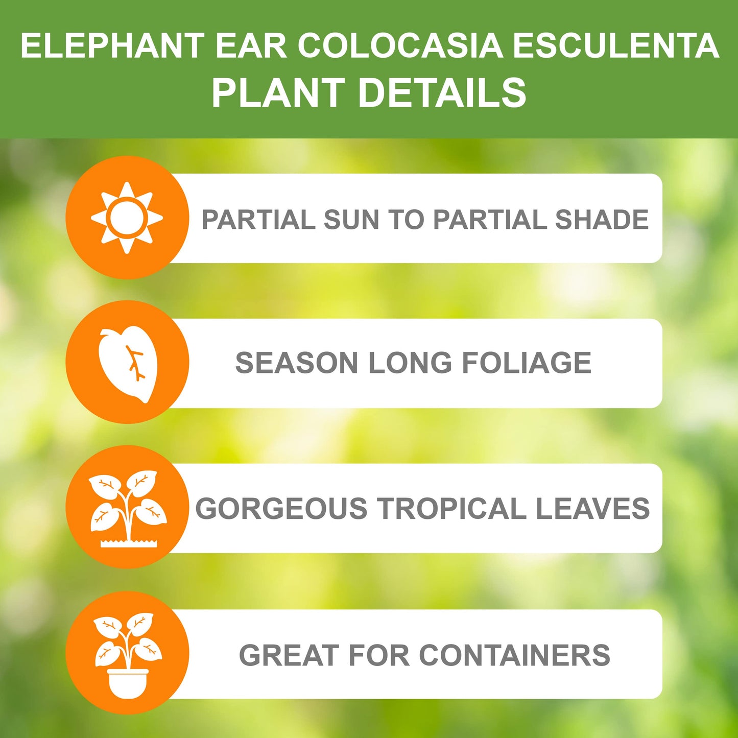 Garden State Bulb Colocasia Esculenta Elephant Ear Bulbs, 7/9 inches, Spring Planting (Bag of 10)