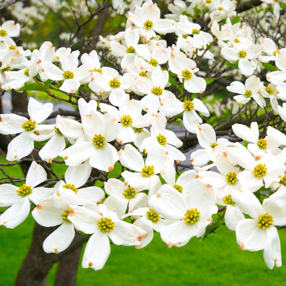 Brighter Blooms - White Dogwood Tree, 2-3 ft. - No Shipping to AK, AZ, FL, HI