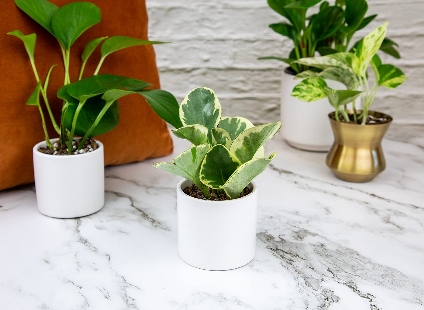 Altman Plants and Easy to Grow Live Indoor Houseplants Bundle (18 Plants)