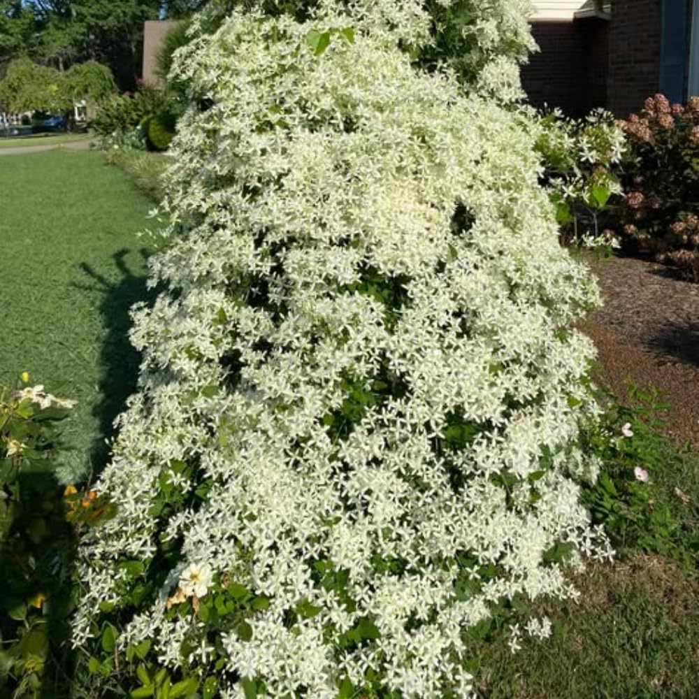 3 Sweet Autumn Clematis Plants Live Well-Rooted in 4” Pots, Fast Growing Fragrant Flowering Vine for Outdoor Garden and Trellis