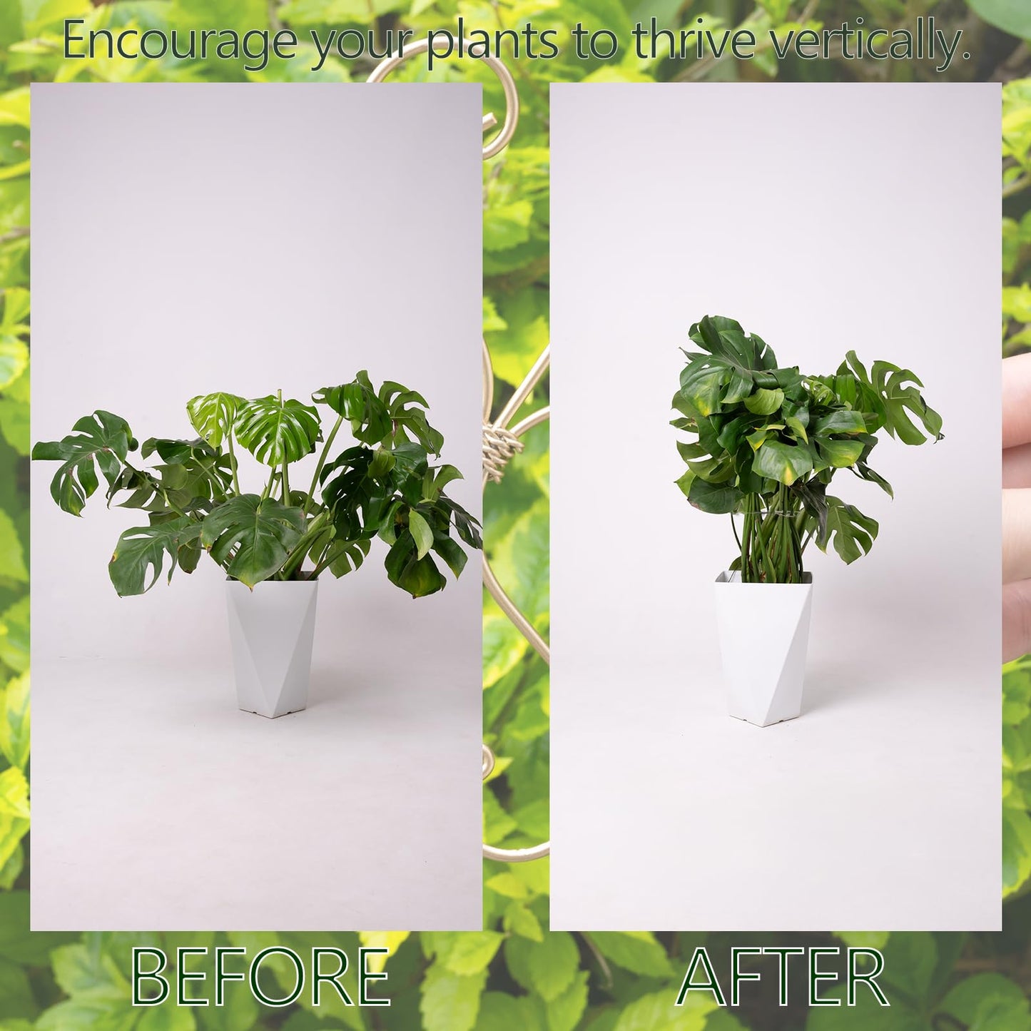 GOOOXIM 5PCS 7.5 Inch Monstera Plant Stem Support Hook - Premium Metal Structure for Indoor Plants, Durable and Elegant Stem Holder with Soft Touch Clips for Stable Growth