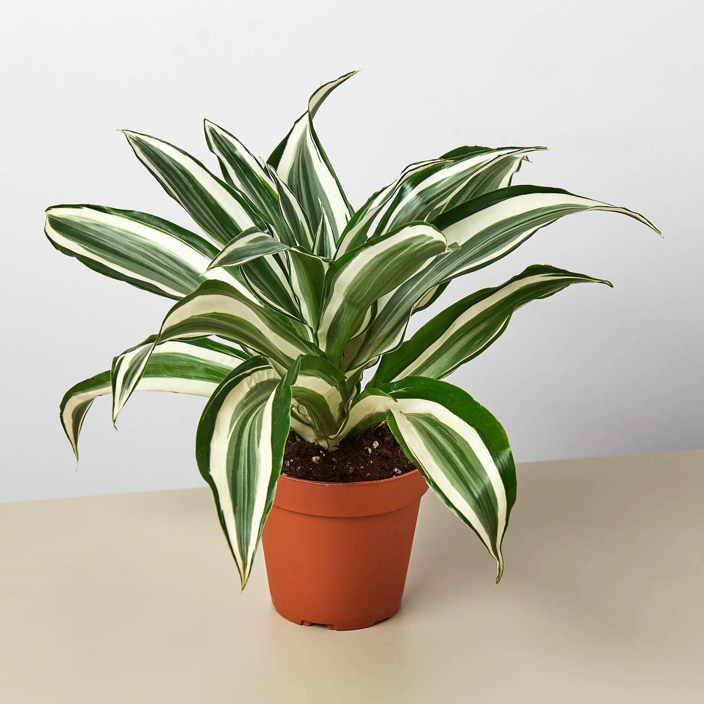 Dracaena 'Warneckii White Jewel' | Live Plant for Indoor & Outdoor | for Living Room, Office, Bathroom | (4" Pot)