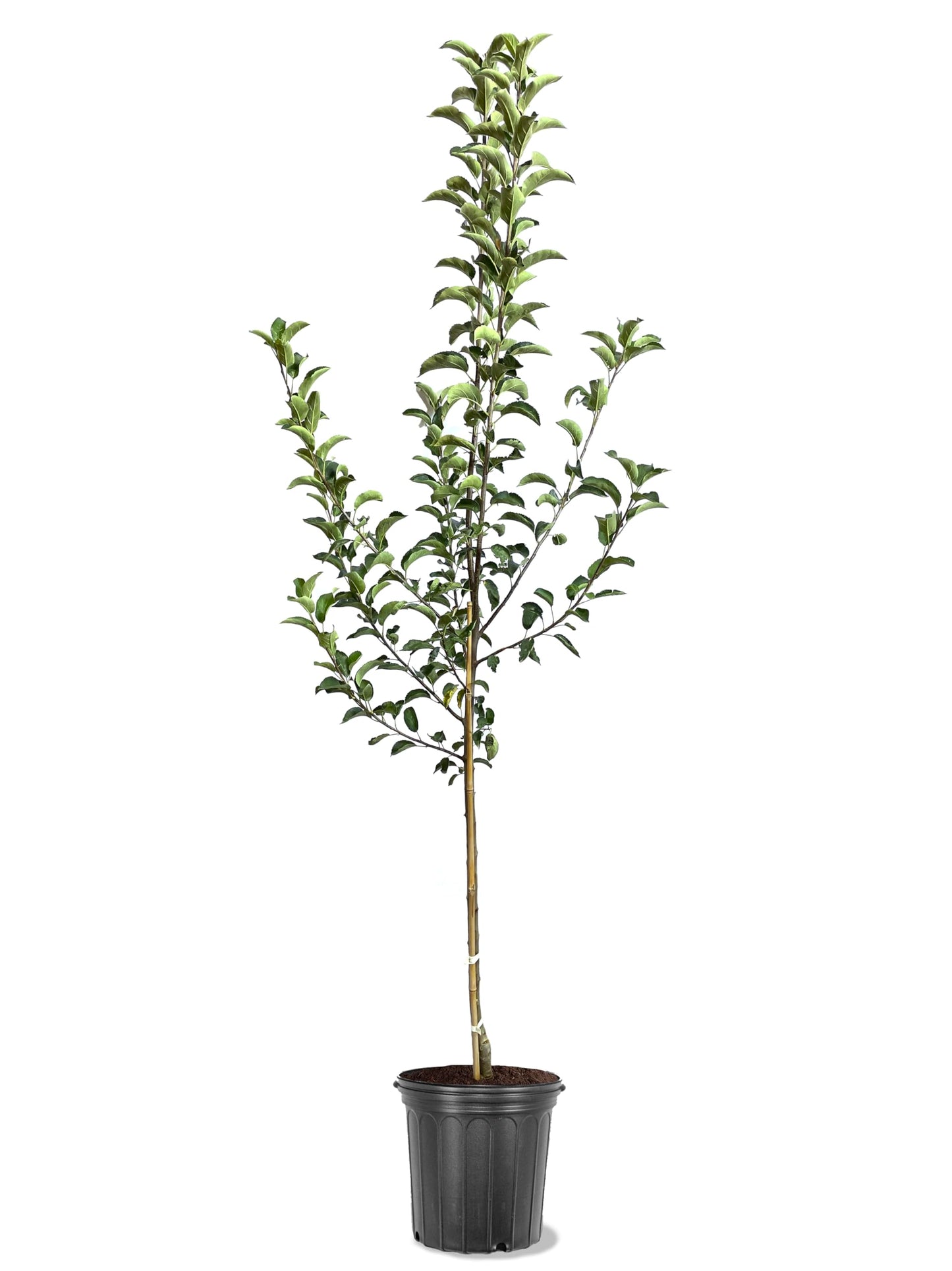 American Plant Exchange Apple Tree 'Haralson' – Live Fruit-Bearing Plant, 5-Gallon Pot, Cold-Hardy, for Home Orchards, Backyard Gardens & Edible Landscapes