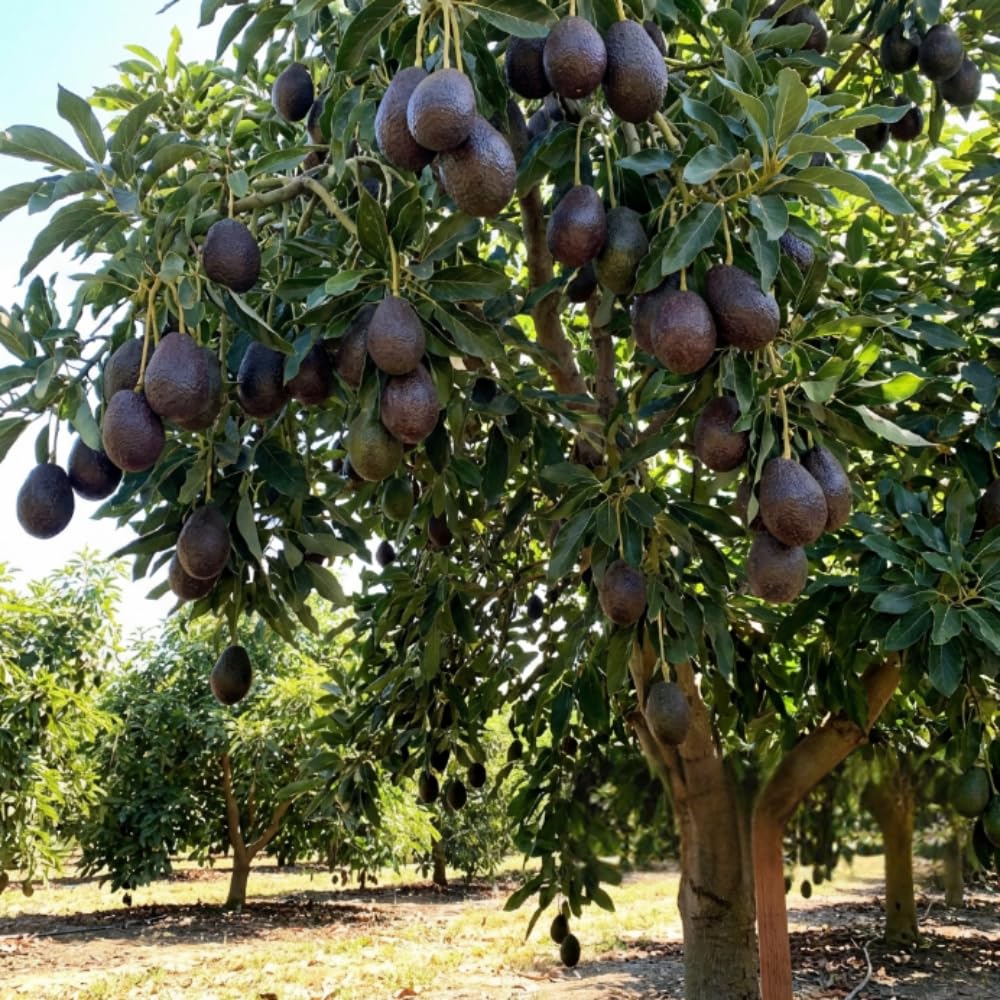 Super HASS Avocado Plant Live, Avocado Fruit Tree in 3 Gallon Pot, Cold Hardy Avocado Plant for Container or Garden, 1-2 Feet Tall, No Ship to CA