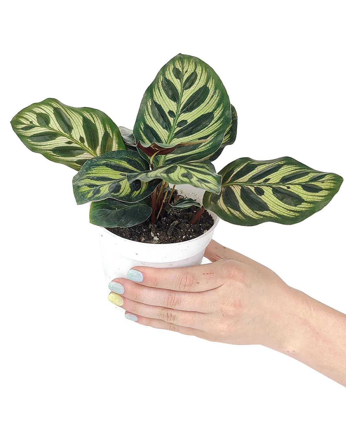 Calathea makoyana Peacock (4" Grower Pot) - Peacock Prayer Plant - Easy to Grow, Easy to Care Houseplant for Beginner - Live Healthy Colorful Foliage Houseplant for Home Office