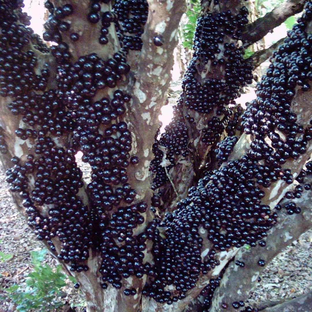 1 Year Old Jabuticaba Plant, Jaboticaba Brazilian Grape Tree Live, 10 to 12 Inches Seedling for Planting