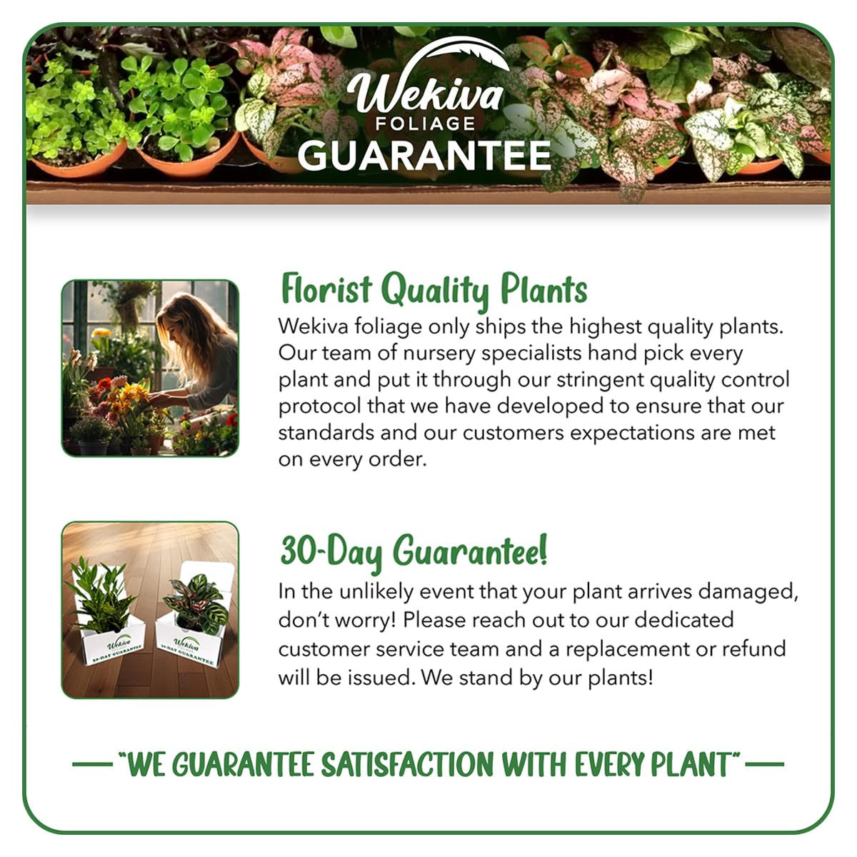 Daniella Ficus Weeping Fig Standard - Live Plant in a 10 Inch Growers Pot - Ficus Moclame - Large Ornamental Interior Tree