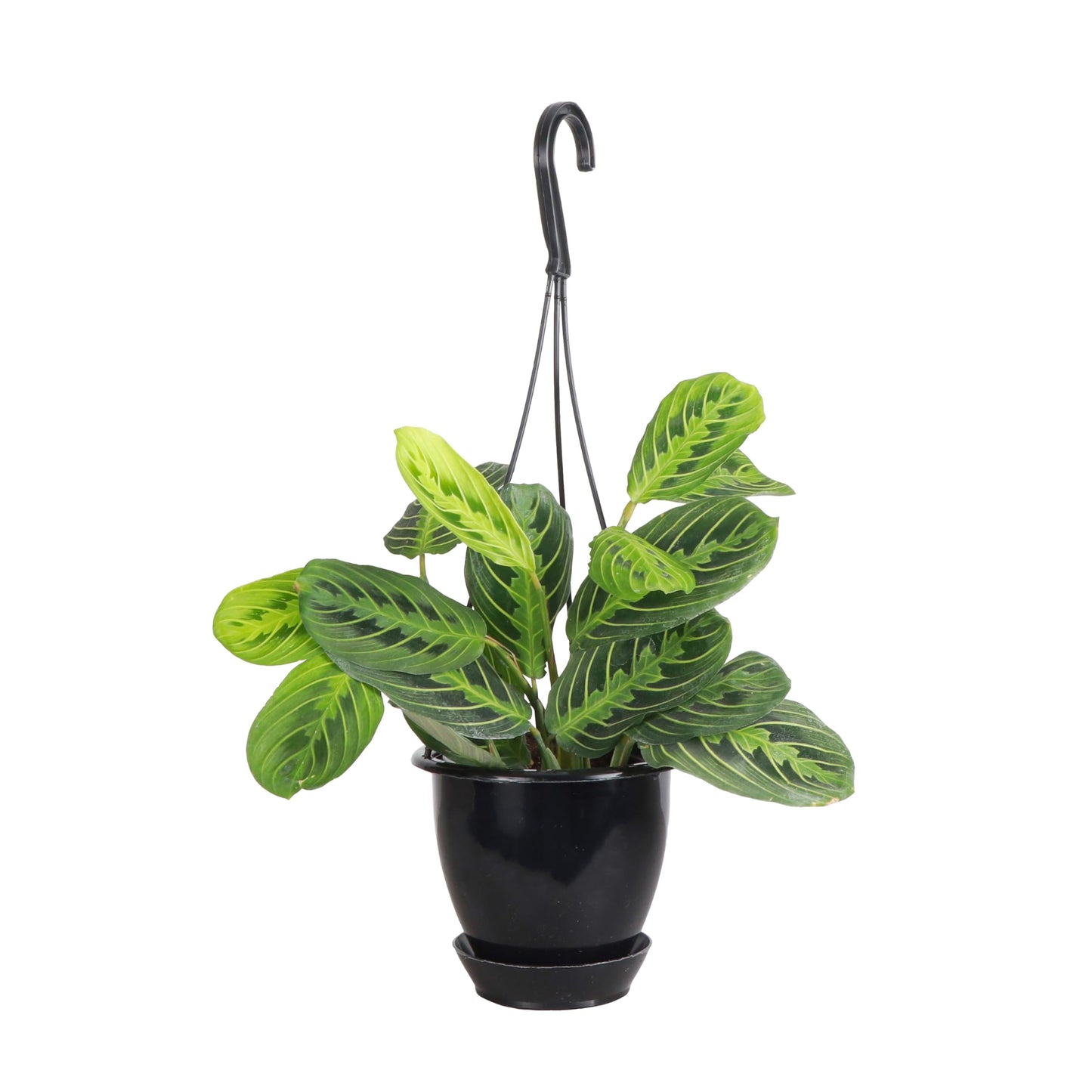 Thorsen's Greenhouse Lemon Lime Prayer Plant, Live Indoor Plant, Pet Friendly, Attractive Houseplant, Lemon Maranta, Natural Air Purifier, Easy to Grow, 4" Diameter Pot (Black - Hanging)