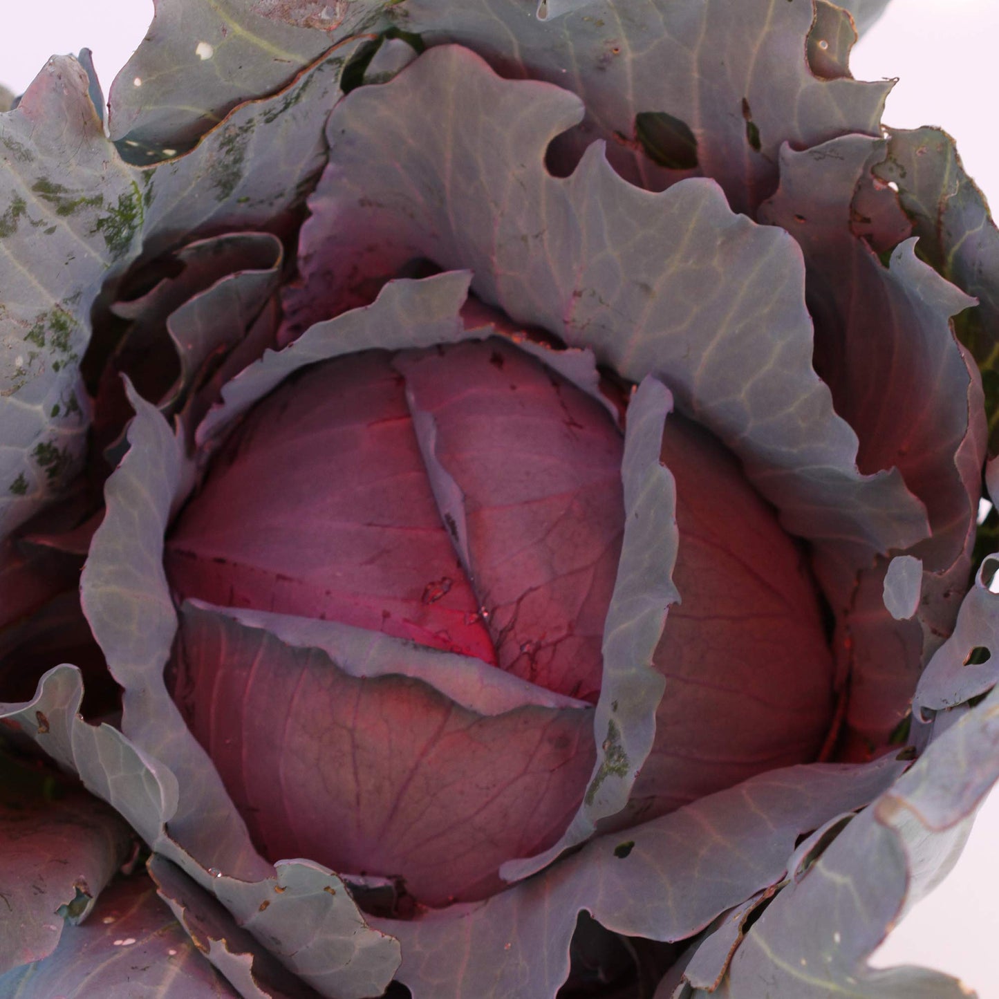 Red Express Cabbage Seeds - 1/4 LB ~26,000 Seeds - Non-GMO, Open Pollinated, Heirloom, Vegetable Gardening Seed
