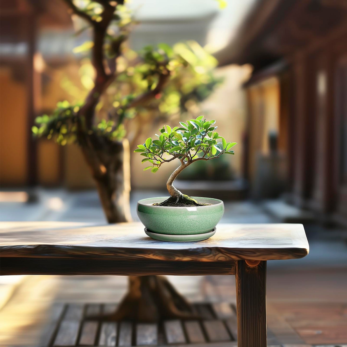 SQOWL Succulent Pots 6 Inch - Ceramic Bonsai Planter for Indoor Plants Outdoor, Shallow Planter with Drainage Hole and Tray, Round Planters for Cactus Flower, Office Decor, Gardening Gifts, Green