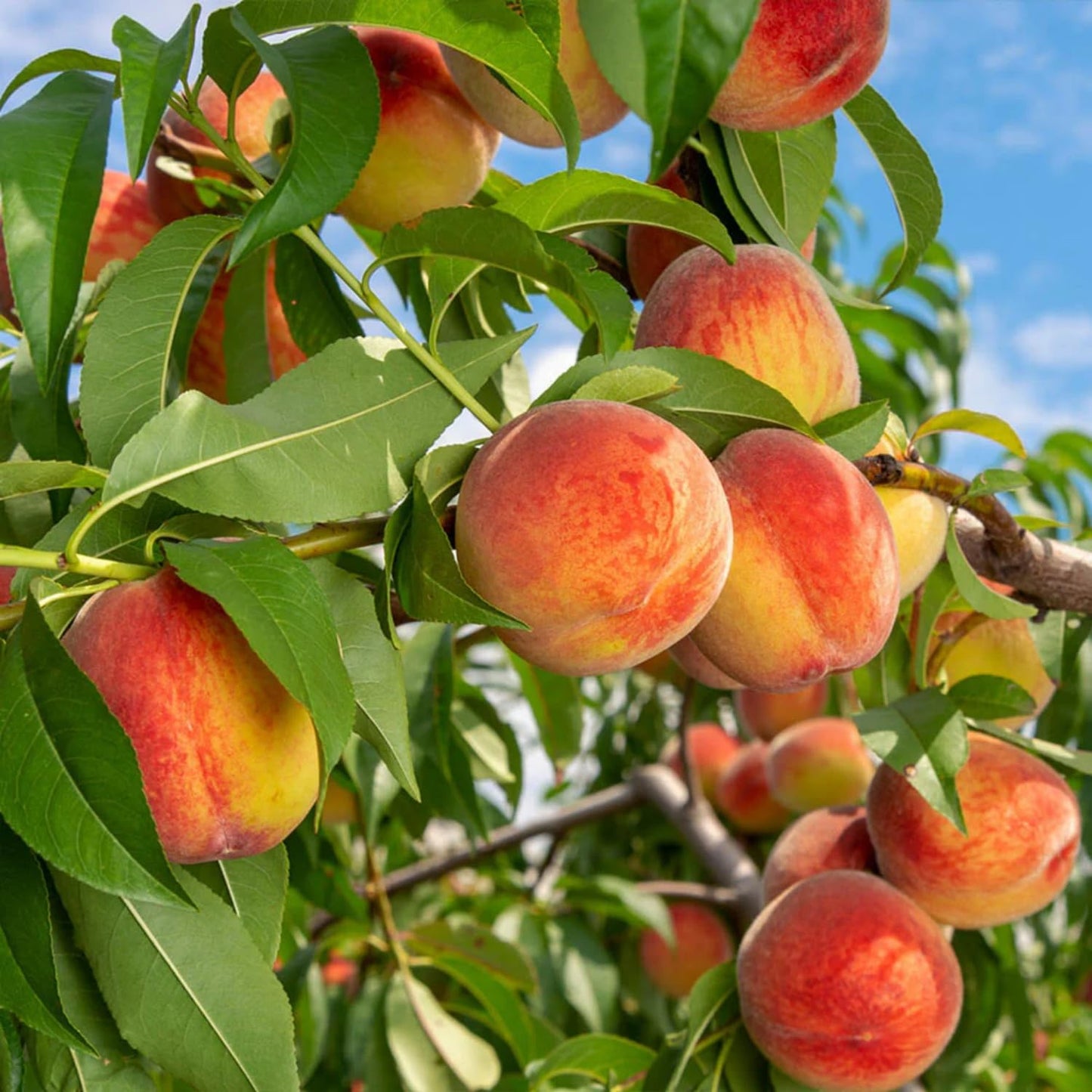 5+ Nemaguard Peach Fruit Tree Seeds for Planting Outdoor - Perennial Fruit Seeds Peach Tree Seeds Non GMO & Heirloom Seeds