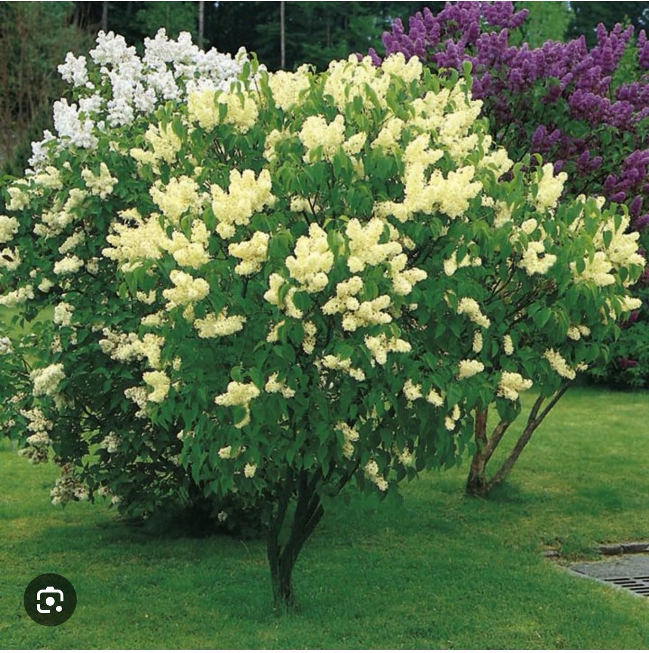 Live Plant - Primrose LilacSyringa VulgarisSmall Well Rooted Starter Plant4-8” Tall