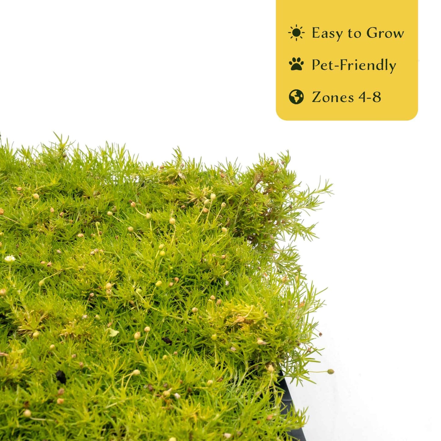 6 Scottish Moss – Soft Golden Evergreen Groundcover for Rock Gardens, Pathways & Containers (Sagina subulata ‘Aurea’) in 2.5″ Cubes, Live Plants