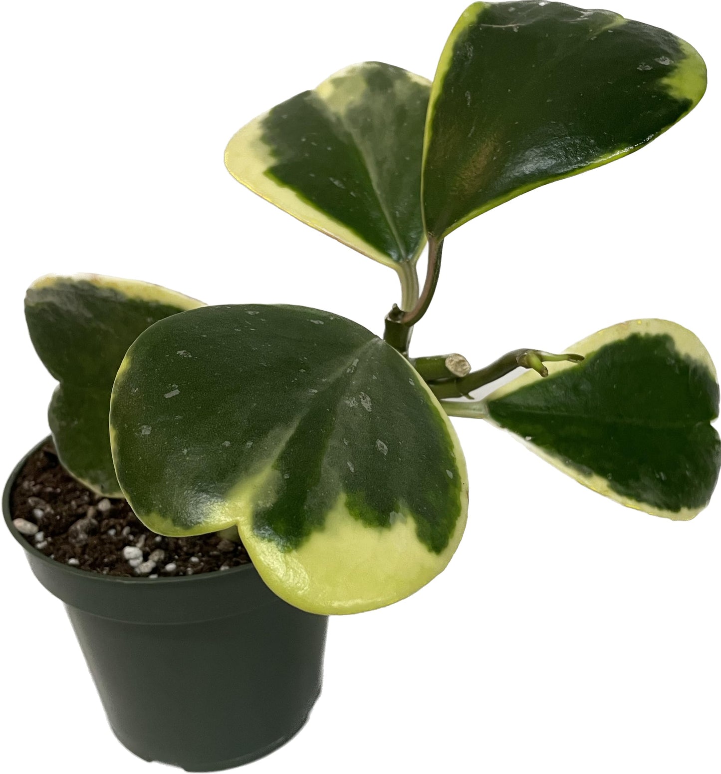 Hoya Plants 4 Live Houseplants in 4" Pots - Variety Assortment 4 Pack Hoya Plants - Pet Friendly Plants - Air Purifying Plants - CA Seller (Pack of 4 Hoya Plants)