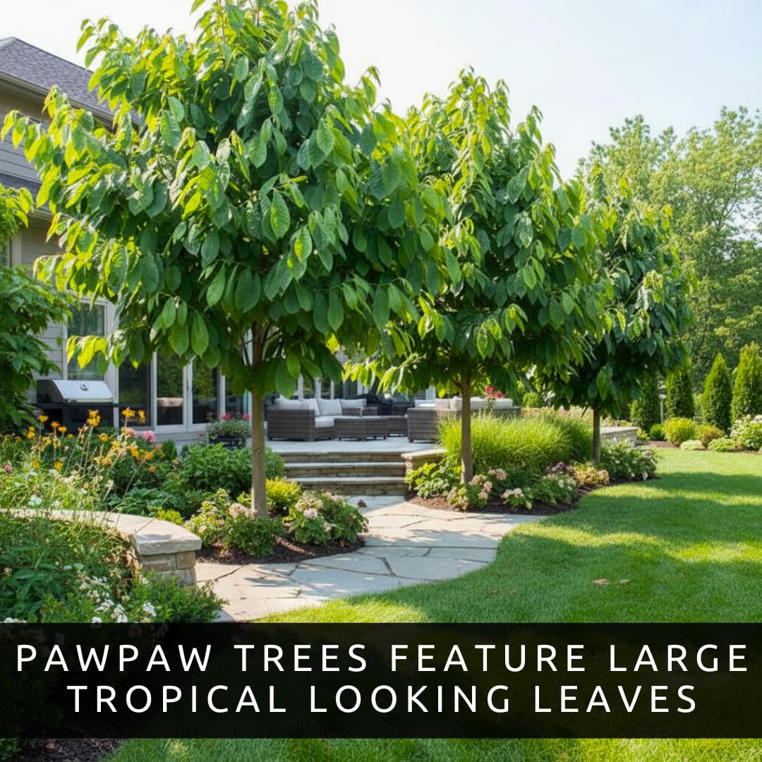 3 Pack Live Pawpaw Trees (Asimina triloba) – Hardy Native Fruit Trees, Tropical Flavor Fruit, Fast Growing Shade Trees for Outdoor Garden & Backyard