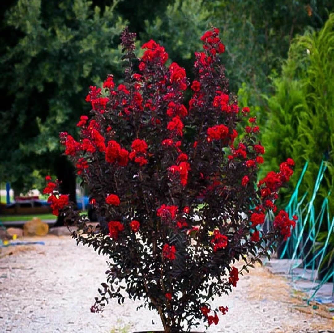 Live Plant - Ruby Thunderstruck Crape Myrtle Starter Lagerstroemia Rooted Starter Plant