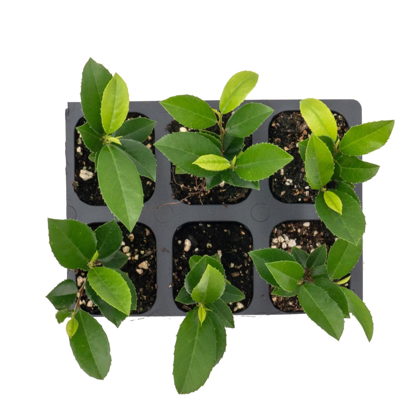 6 Carolina Cherry Laurel in 2.5” Nursery Cubes (Prunus caroliniana) | Evergreen Screening Shrub or Small Tree for Hedges, Borders & Wildlife | Ready-to-Plant Live Starter Plants