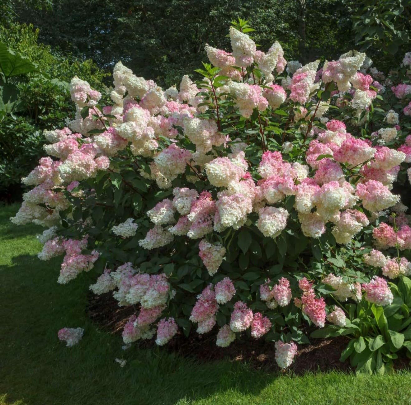 Live Plant - Hydrangea Well Rooted Starter Plant