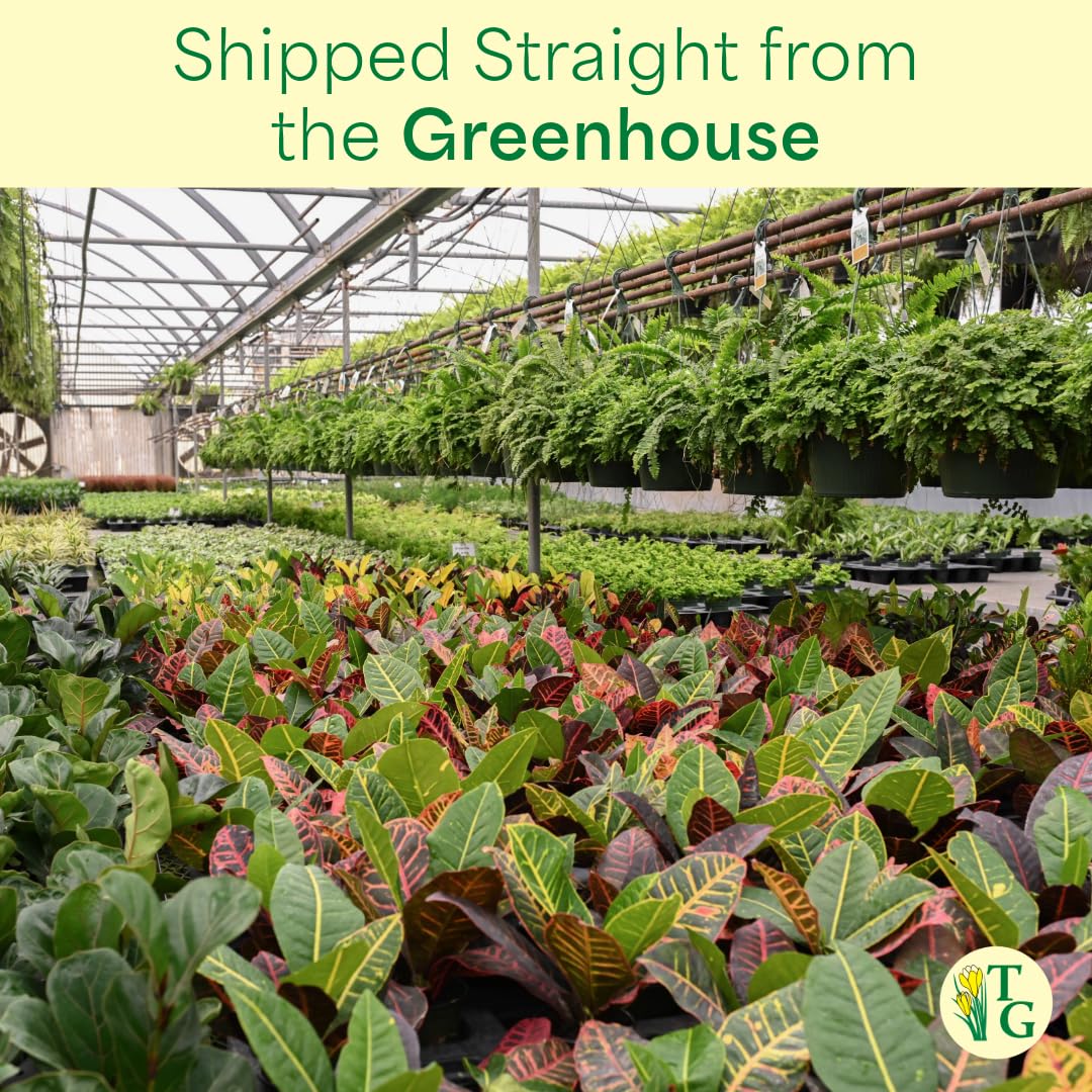 Thorsen's Greenhouse Lemon Lime Prayer Plant, Live Indoor Plant, Pet Friendly, Attractive Houseplant, Lemon Maranta, Easy to Grow, 4" Diameter Pot (Brushed Silver)