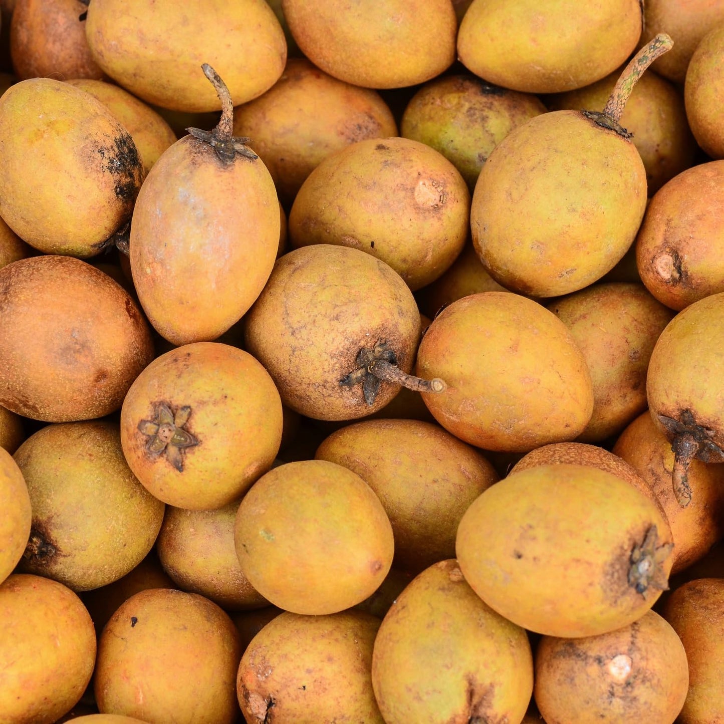 10 Sapodilla Tree Seeds, Sapote Fruit Seeds, Easy Grow Tropical Tree Starter