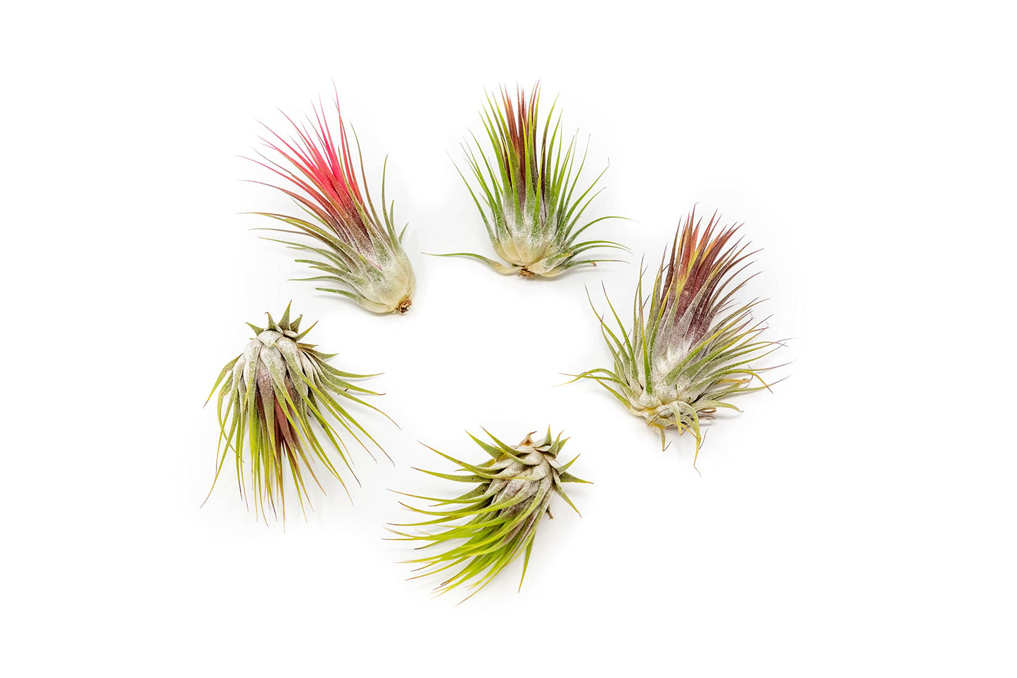 Ionantha Guatemala Air Plants - Choose Your Custom Quantity - Live Tillandsia - Easy Care House Plants - 30 Day Guarantee
