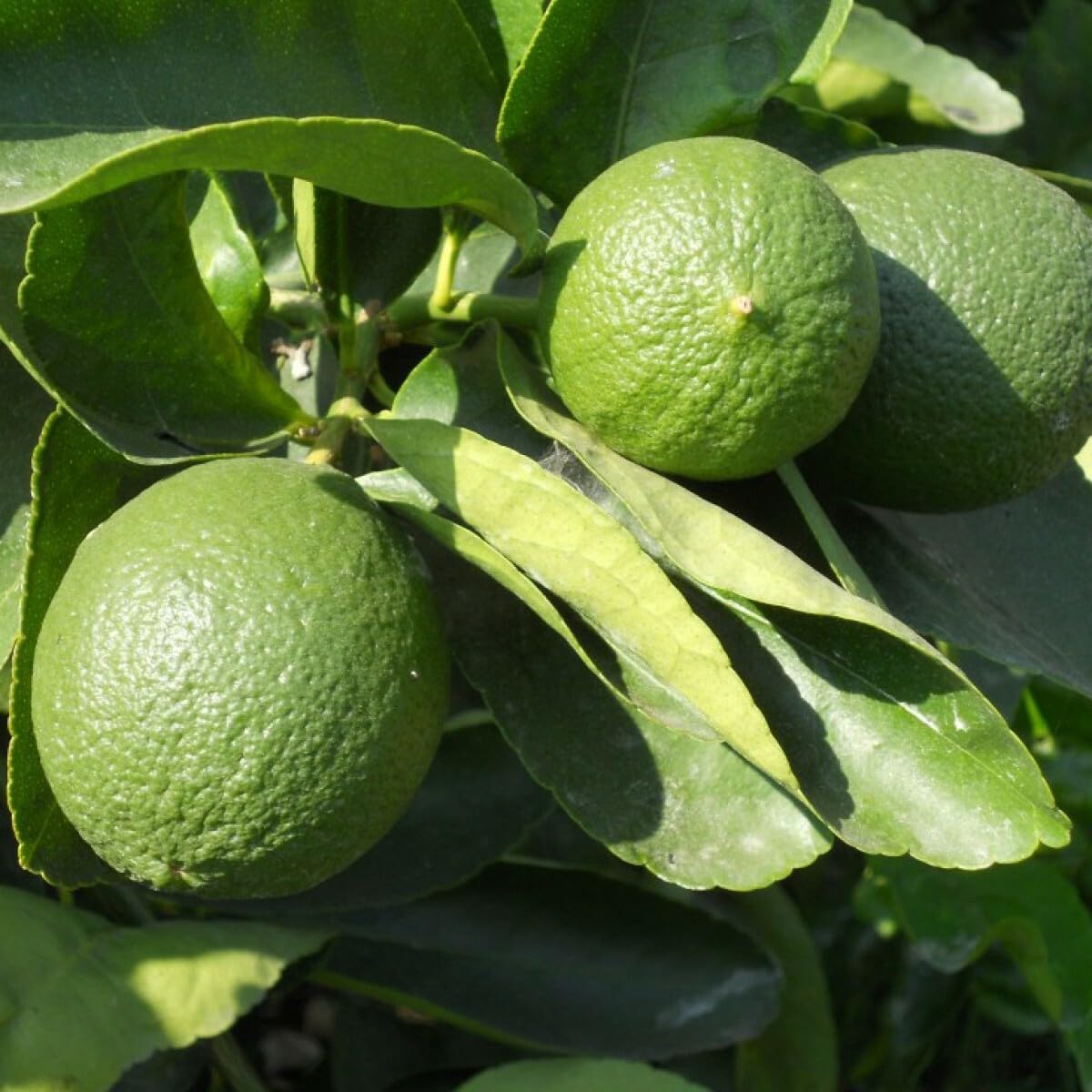 Live Plant - Persian/Tahiti/Bearss Lime Tree - 12-15" Live Plant - 5" Pot - Citrus latifolia