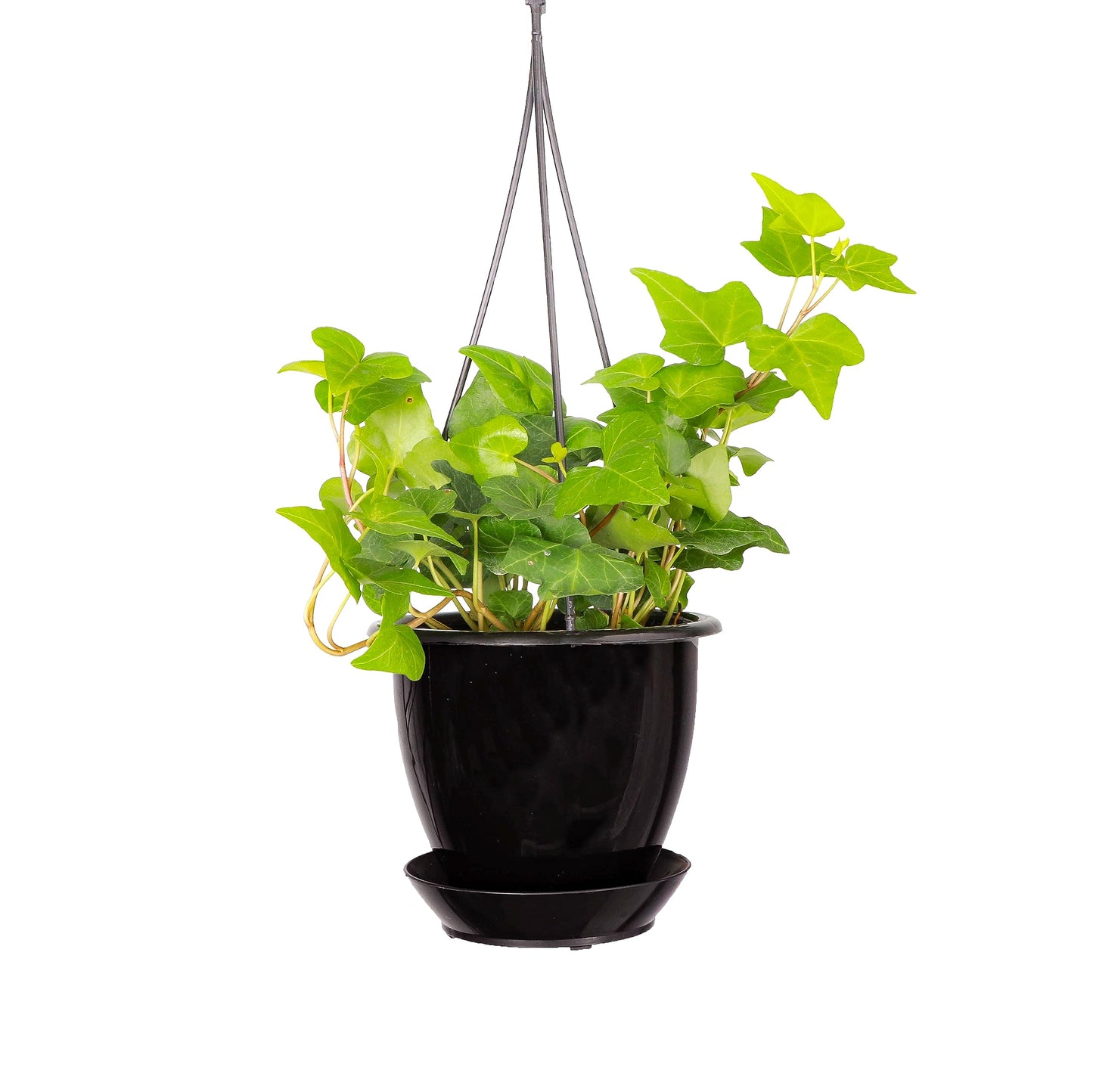 Thorsen's Greenhouse Green English Ivy Plant, Hedera Helix, Trailing Plant, Live Indoor Plant, 4" Diameter Pot, Black Hanging Pot