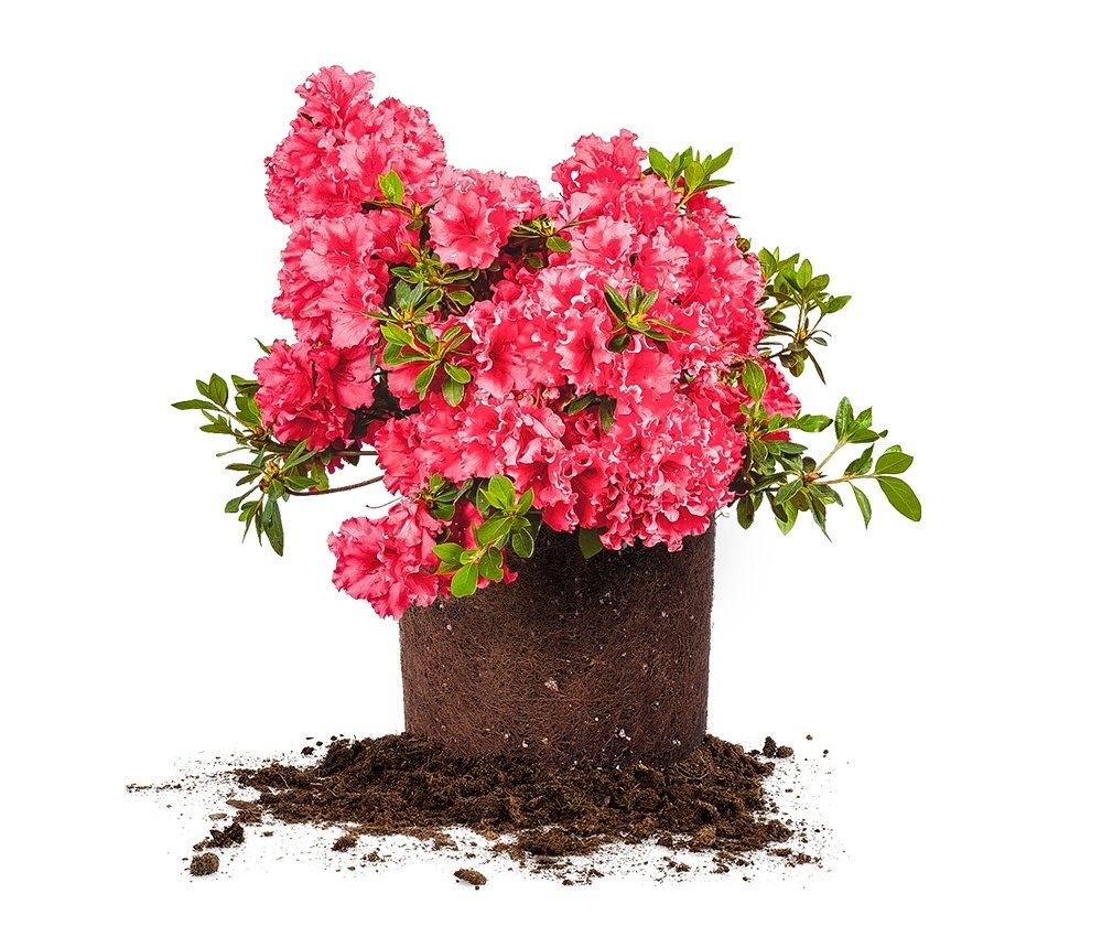 Perfect Plants Red Ruffles Azalea Live Plant, 1 gallon, Includes Care Guide