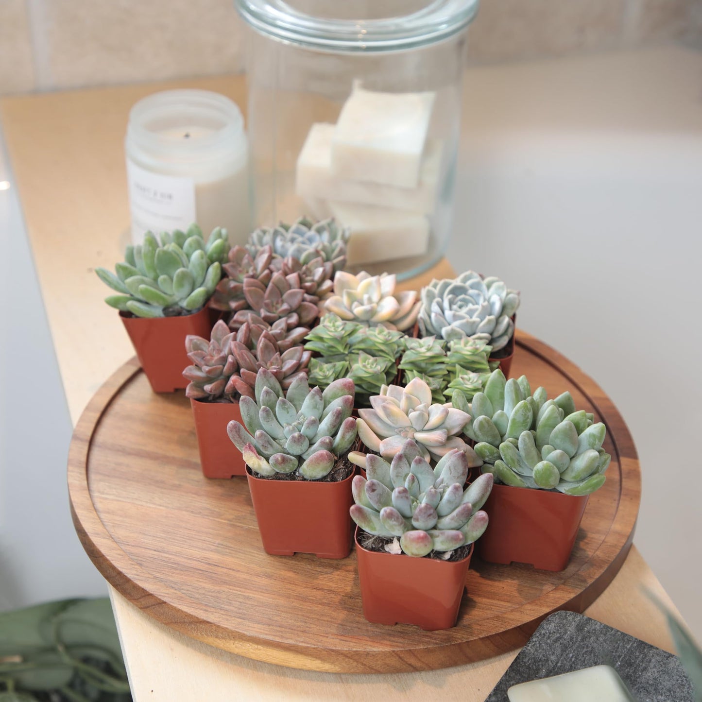 Altman Plants Deluxe Live Succulents (12 Pack), 6 Unique Varieties in Sets of 2, Assorted Colors & Shapes, Easy Plant Care, 2 in Pots