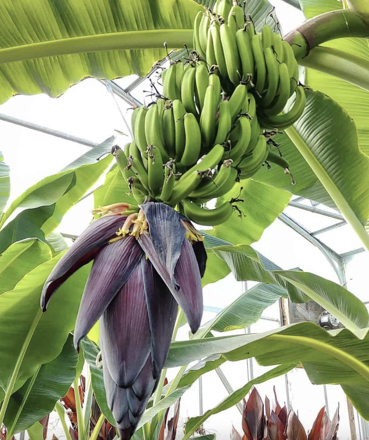 Mona Lisa Banana Plant Rare Musa FHIA-02 – Live Plant, 5-9 Inches Tall – Fast-Growing, Rare Dessert Banana Variety