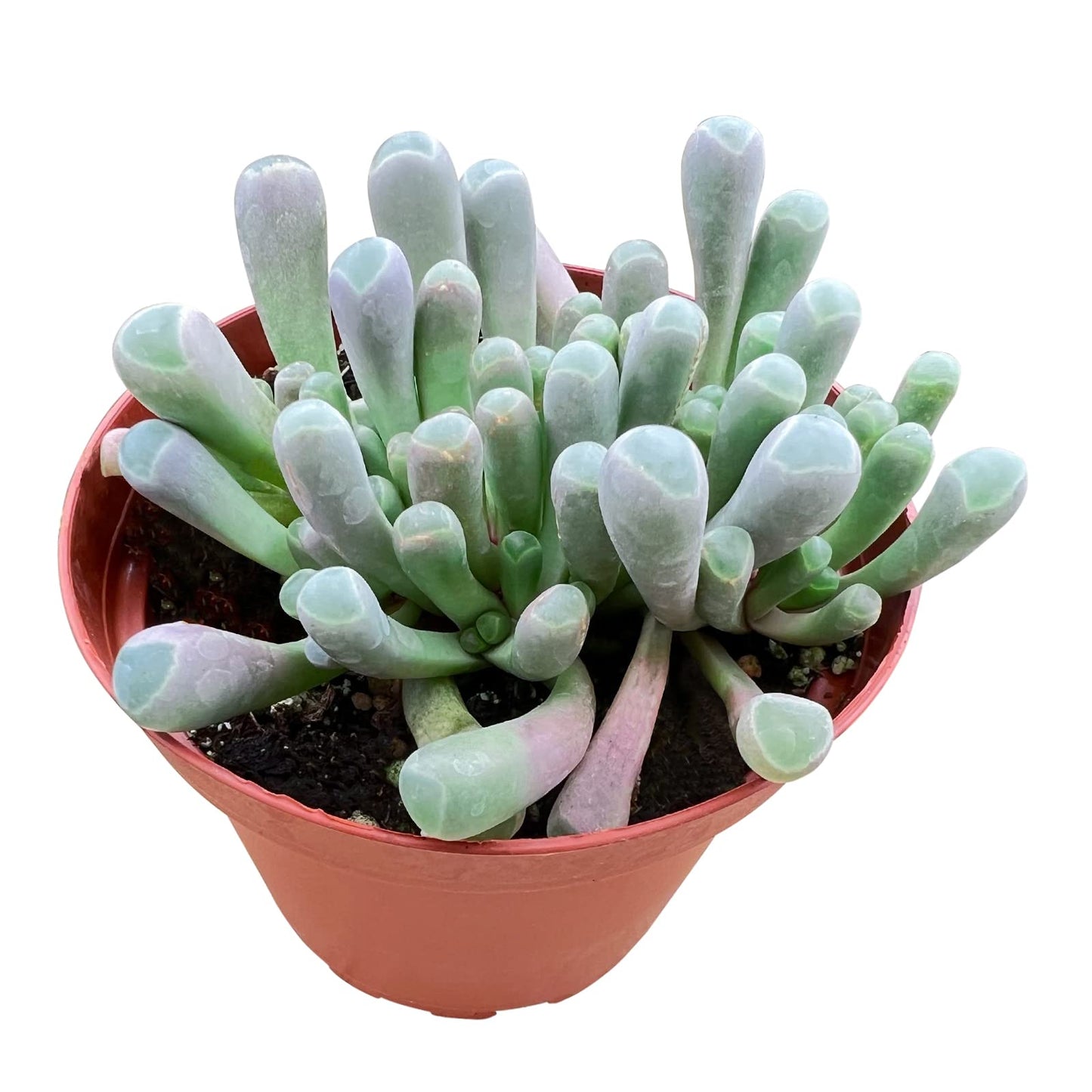 Sprout N Green Baby Toes, Live Succulent Fenestraria rhopalophylla Fully Rooted in 4 inch Nursery Pot, House Plant Home Office Wedding Decoration DIY Projects Party Favor Baby Shower