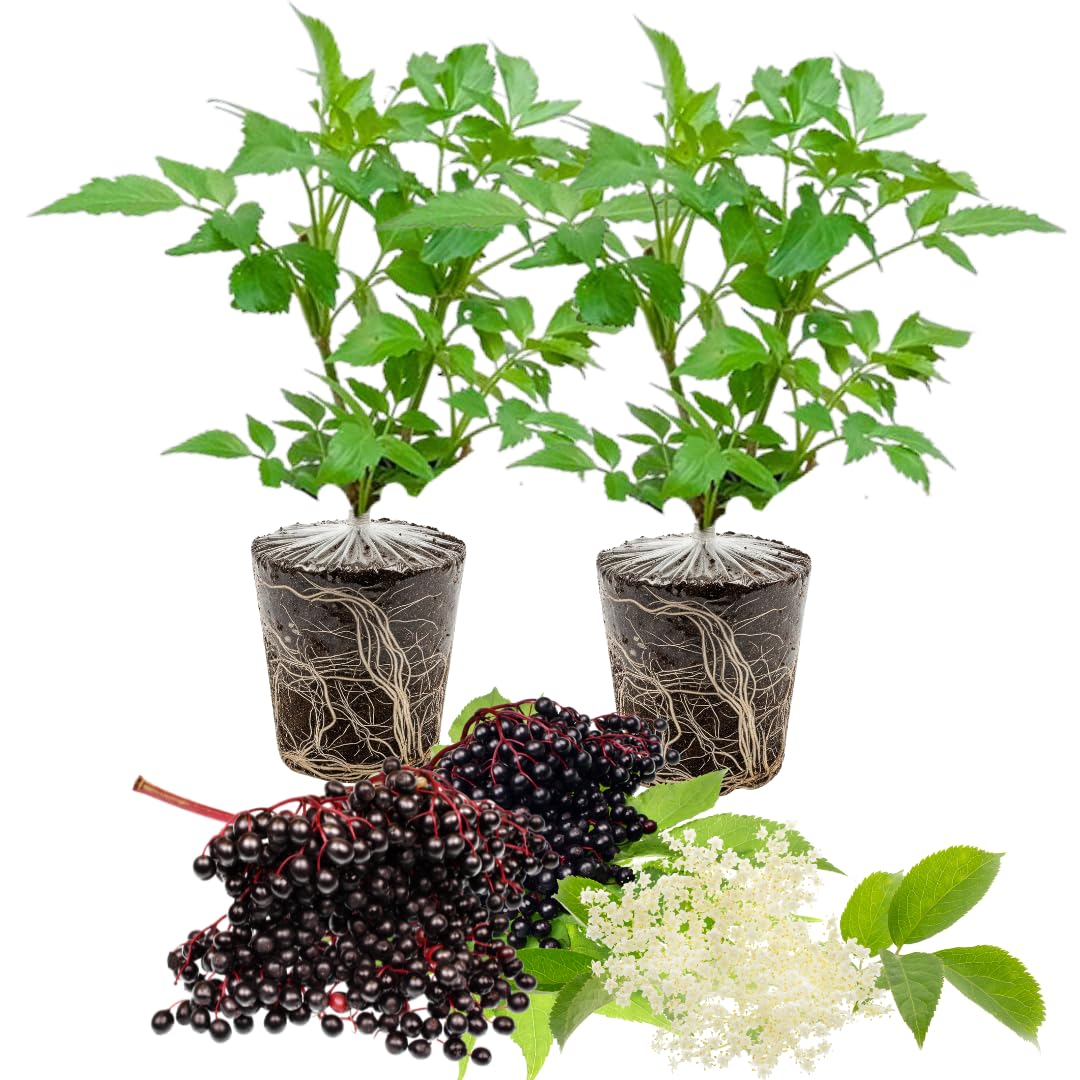 2 Elderberry Bushes Live Plants, 9 Months Old 5-9" in Tall Seedling, Elderberry Plants Live for Planting, Cold Hardy, Zones 3-8