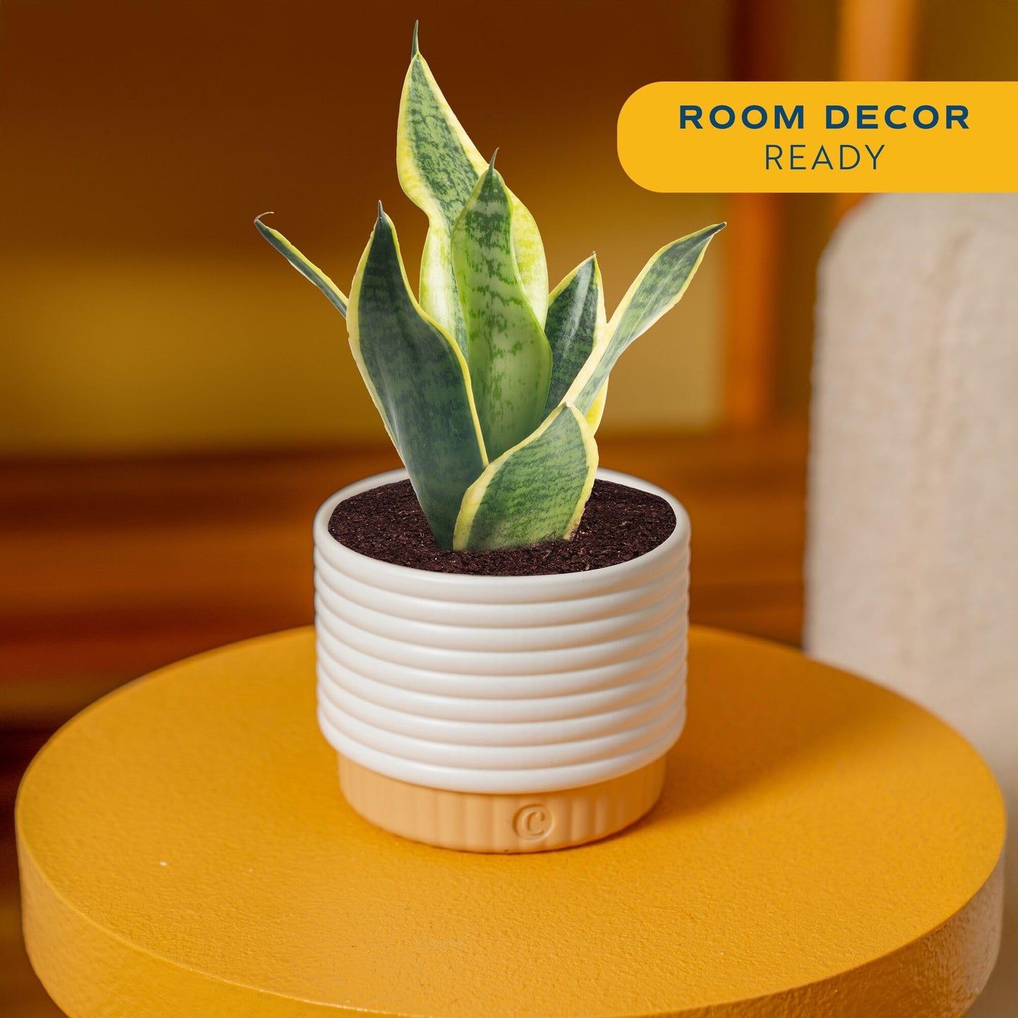 Costa Farms Live Indoor House Plants (2-Pack), Hand Selected Easy to Maintain Indoor Assorted Houseplants in Plant Pots, Curated Air Purifying Mix, Low Light, Home Office Decor Plant Gift