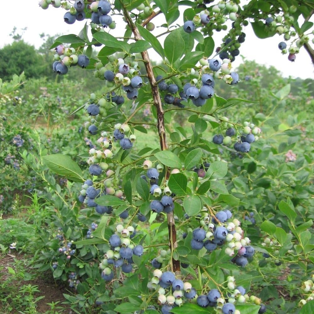 Blue Highbush Blueberry Live Plant, 4 Inches Pot, Sweet Blueberry Fruit Bush Live Plant for Planting in Garden, Spring Plant